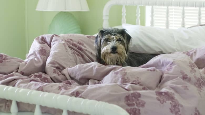 Dog waiting in a comfy bed.