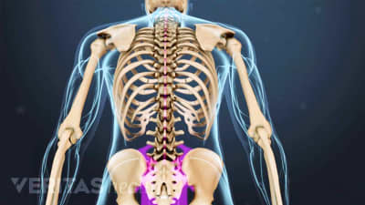 Spine Anatomy