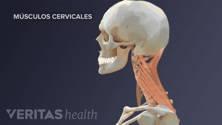 Los músculos cervicales.