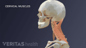 Illustration of anatomy of cervical spine muscles