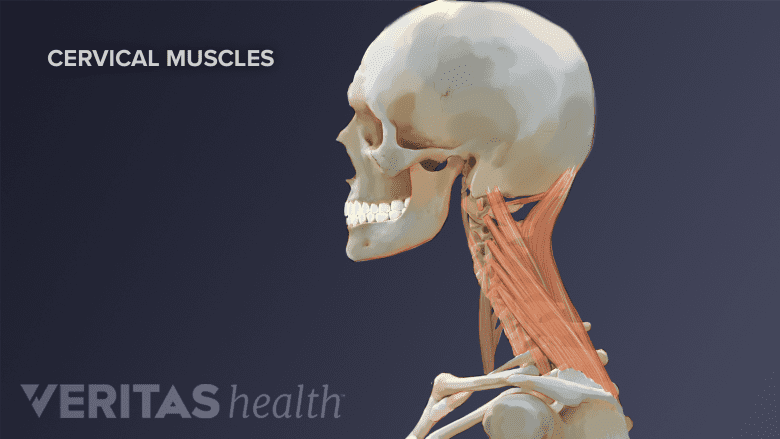 Lateral view of head and neck with neck muscles.