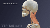 Medical illustration of the muscles in the cervical spine