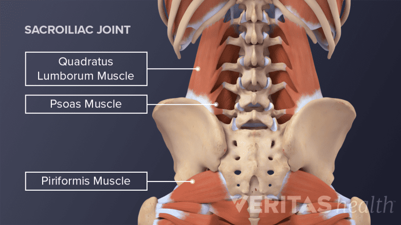 A human body from behind showing the muscular system.