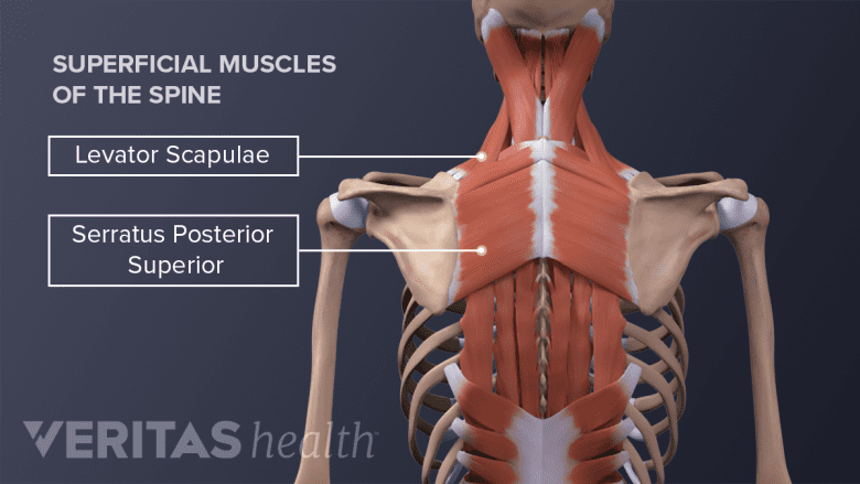 Illustration showing levator scapulae and serratus posterior superior muscle.