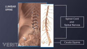 The upper and lower back with the bones and nerves of the  spine and pelvis.