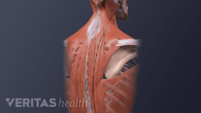 Upper back highlighting the muscles