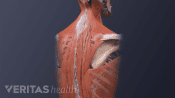 Upper back highlighting the muscles