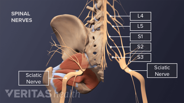 Lumbar nerve roots L4 to S3 and the sciatic nerve.