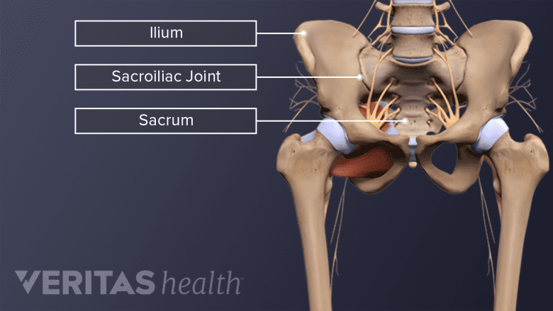An illustration showing anatomy of sacroiliac joint in the pelvis.
