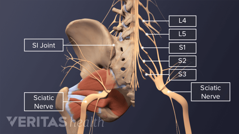 An illustration showing anatomy and course of sciatic nerve.