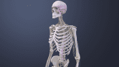 Spinal cord and spinal nerves