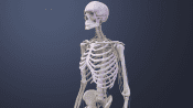 Spinal cord and spinal nerves