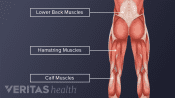 An illustration showing adult lower back and lower limbs anatomy.