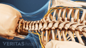 Posterior view of the cervical and thoracic spine.