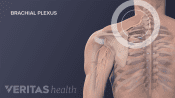 Anterior view of the brachial plexus nerves in the neck and shoulder