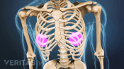 Anterior view of the chest with thoracic spine and ribs.