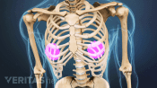 Anterior view of the chest with thoracic spine and ribs.
