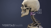 Illustration highlighting the c1 c2 vertebrae in the cervical spine.