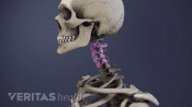 Profile view of the cervical spine with C2-C5 highlighted.