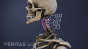 Illustration of vertebrae in the cervical spine