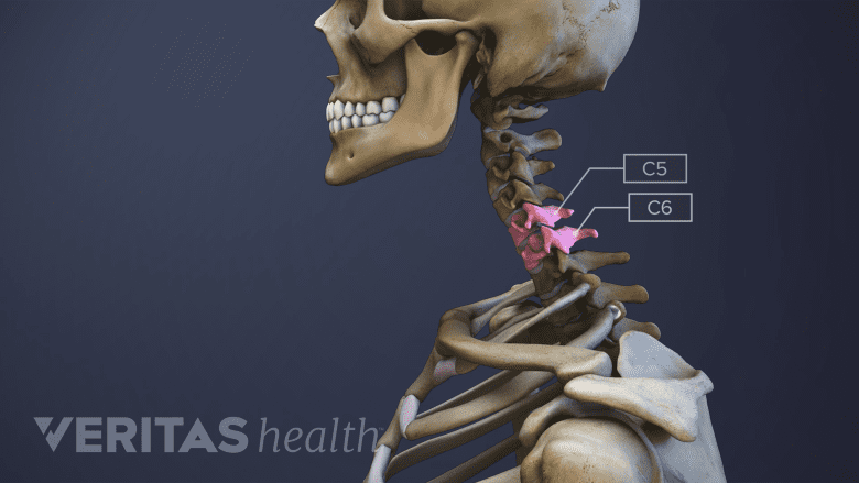 3D rendering of the C5-C6 spinal segment.