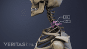 Profile view of the cervical spine with C6-C7 highlighted.