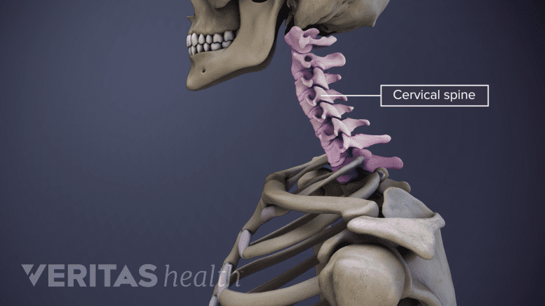 An illustration showing an adult head and neck with the cercical vertebrae highlighted in pink.
