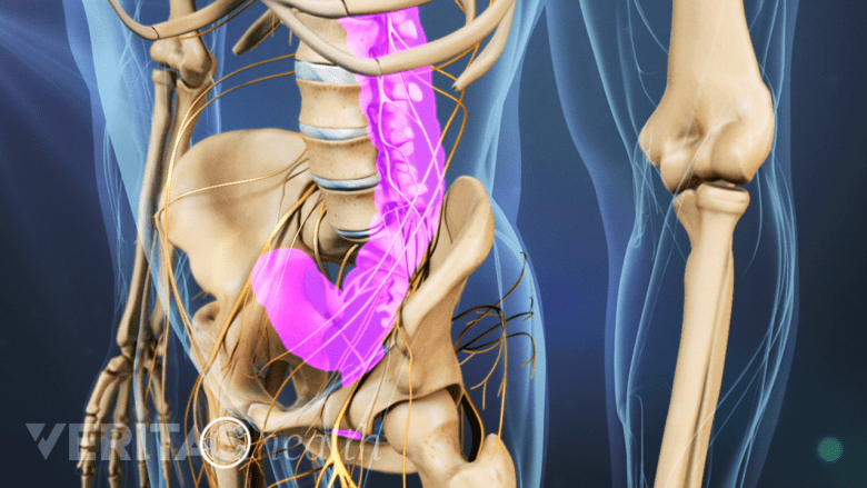An illustration with adult spine with bowel and bladder highlighted.