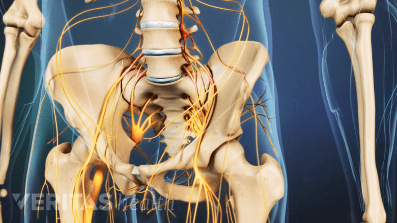 Anterior view of nerves in the pelvis.
