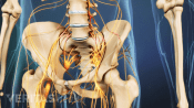 Anterior view of pelvis showing cauda equina which is a bundle of nerve fibers at the bottom of the spinal cord.