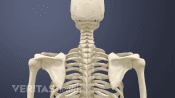 Posterior view of the upper body with the shoulder blades.