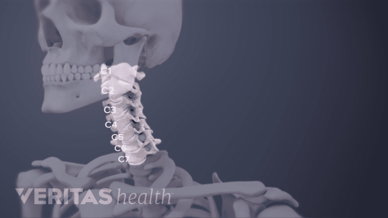 Anatomy of cervical vertebrae in the neck.