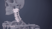 Transparent skull and upper body with the cervical spine highlighted.