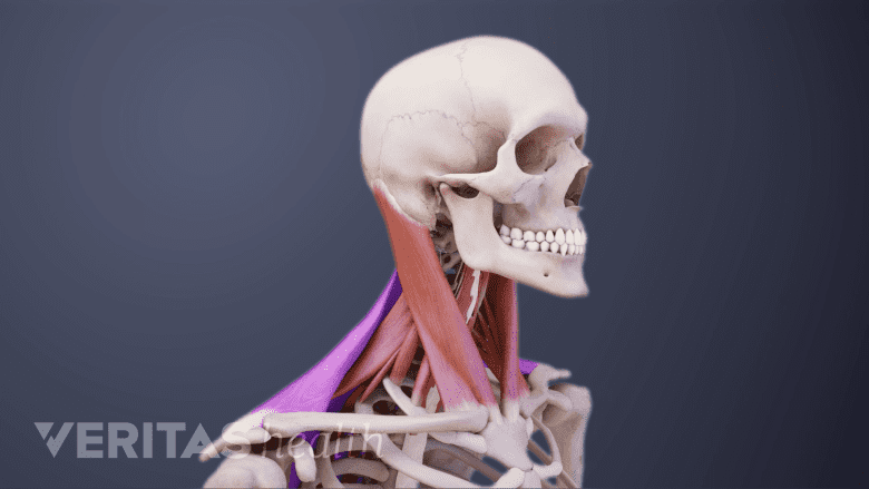 Illustration showing neck muscles.