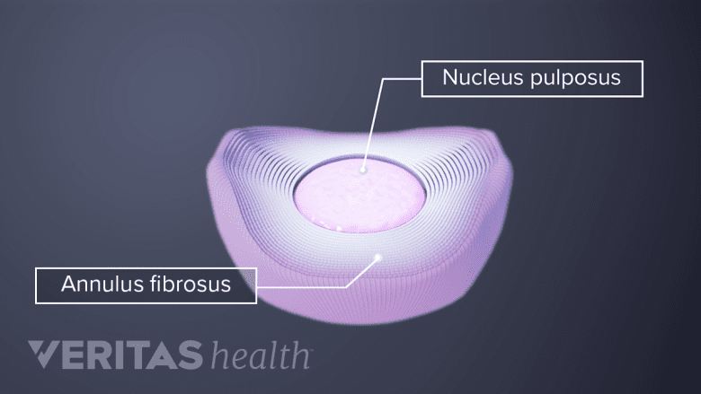 2 layers of the cervical disc.
