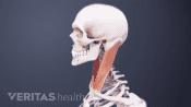 Profile view of skull and upper body showing the cervical muscles.