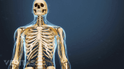 Anterior view of the upper body skeletal system.
