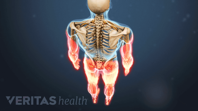 Illustration showing posterior view of skeleton with both upper and lower limbs highlighted in red.