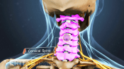 Posterior view of the skull and neck highlighting the cervical spine.