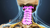 Posterior view of the skull and neck highlighting the cervical spine.