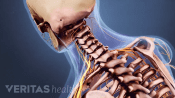 Posterior view of skull and cervical spine.