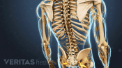 Medical illustration of a skeleton