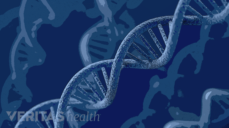 Double helix of the human DNA.