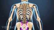 Posterior view of the upper body.