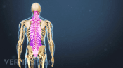 Posterior view of the entire skeleton highlighting the spine.