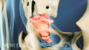 Medical illustration of the coccyx