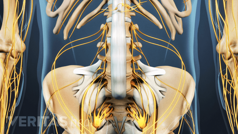 Illustration showing pelvis with ligaments, nerves and tendon attachments.
