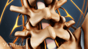 Close up medical illustration of the lagementum flavum going through the spinal canal