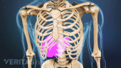 Medical illustration of a skeleton&#039;s torso. The liver location is highlighted in red