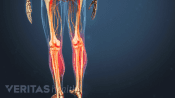 Medical illustration of a skeleton. The shins are highlighted in red.